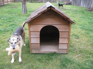 photograph enhancement or the dog house